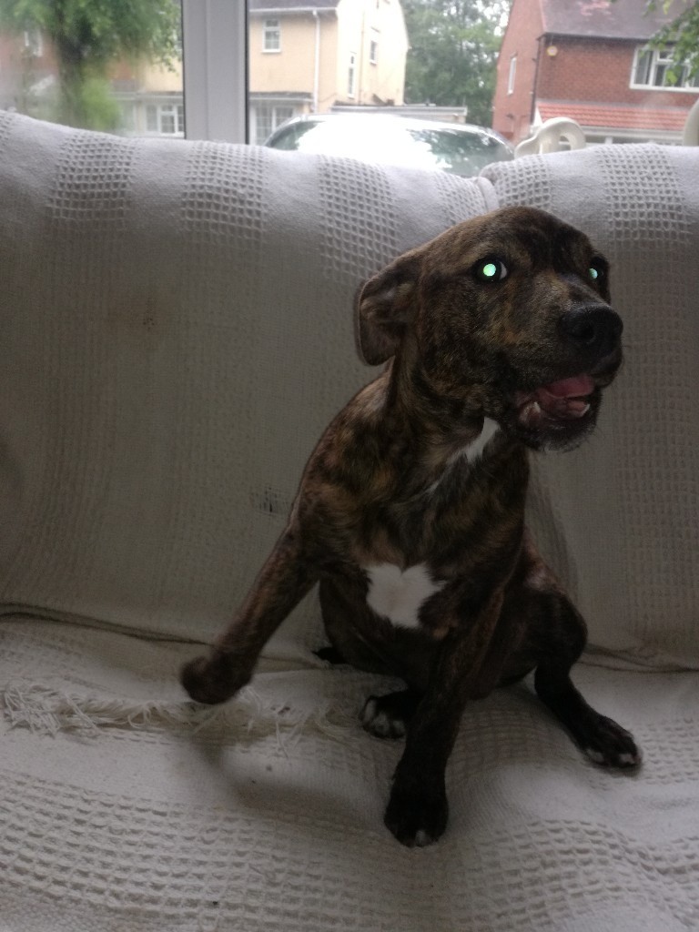 Lurcher Cross Puppy In Great Barr West Midlands Gumtree