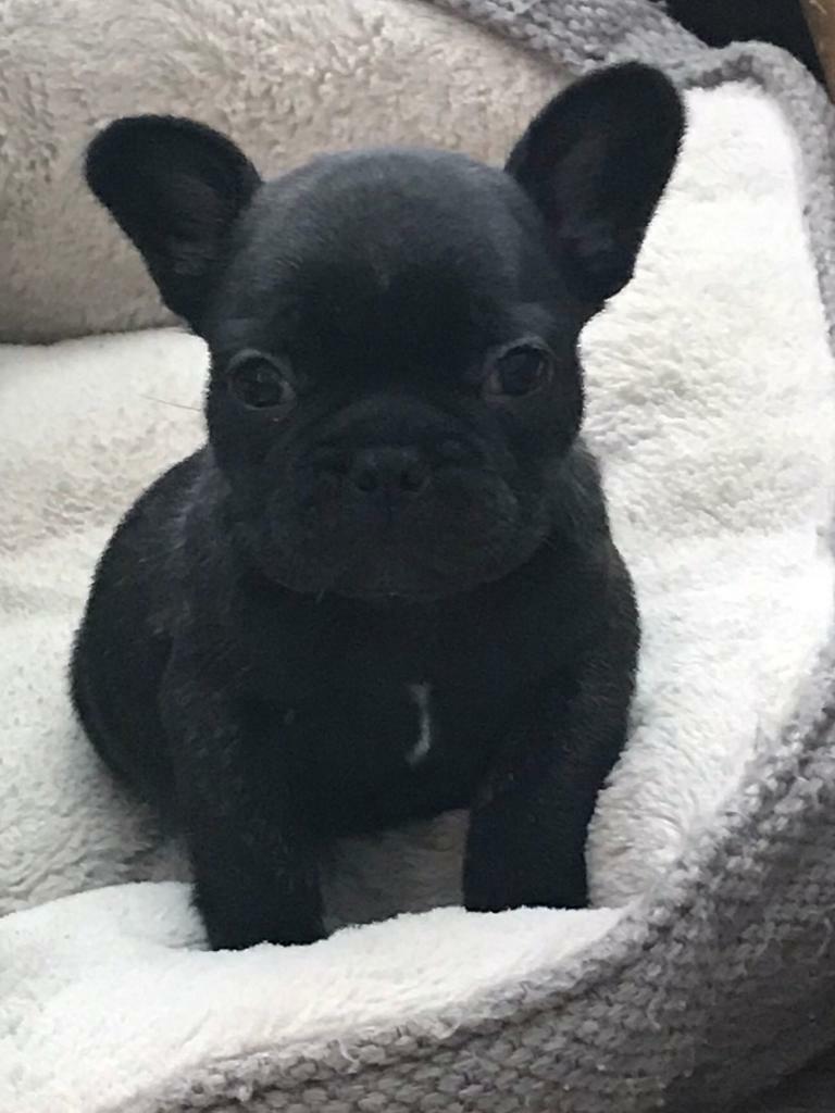 French bulldog puppies in Bearsted, Kent Gumtree