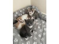 Grey and Ginger Kittens 