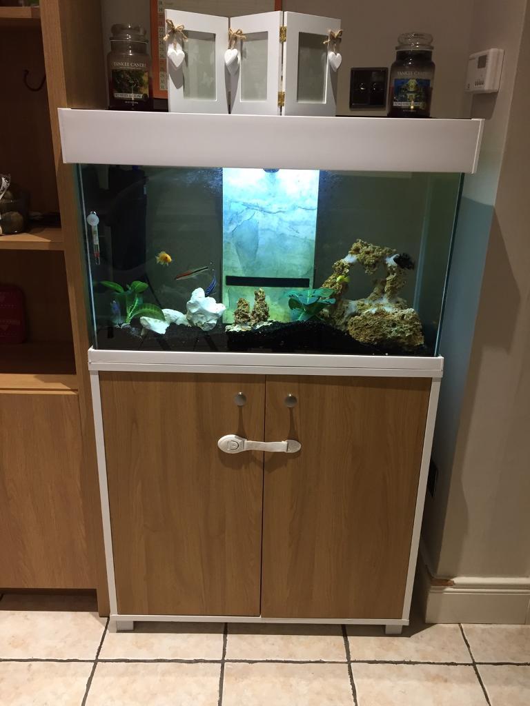 Fluval Accent Aquarium Price Drop in Ballymena, County Antrim Gumtree