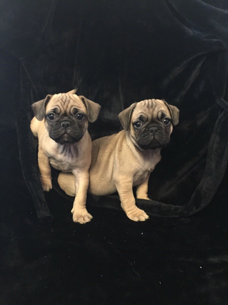 Frugs french bulldog x pug in Clarkston, Glasgow Gumtree