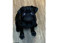 Black Boy Pug Puppy - KC Registered