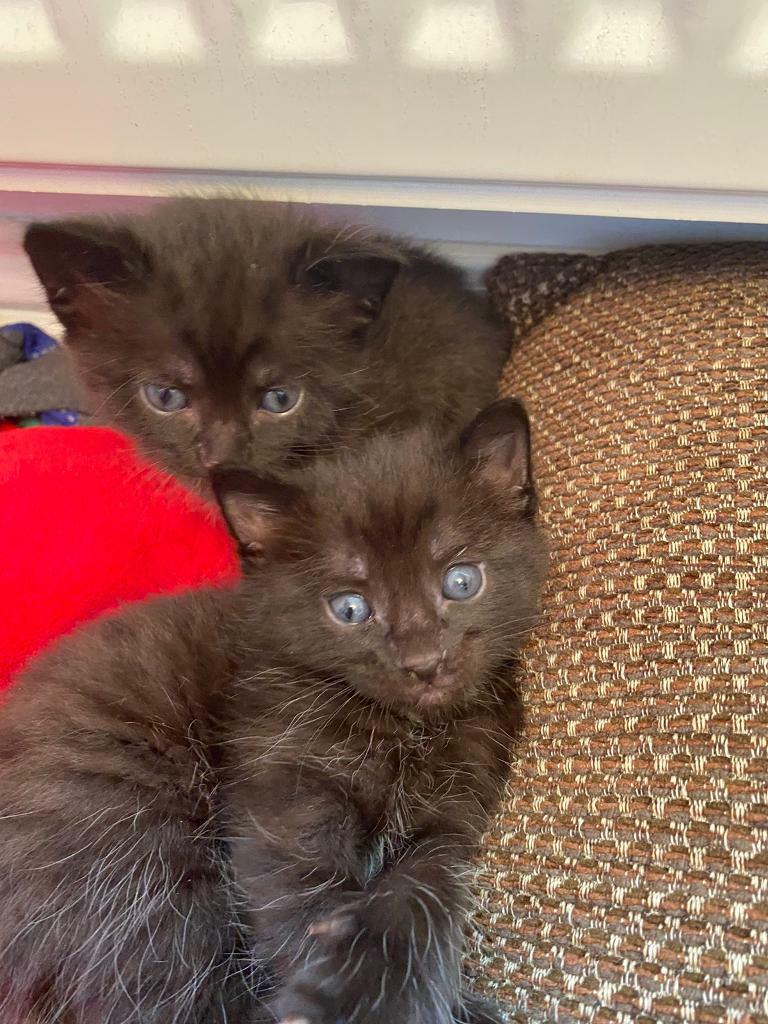 4 kittens 3 boys 1 girl in Bonnybridge, Falkirk Gumtree