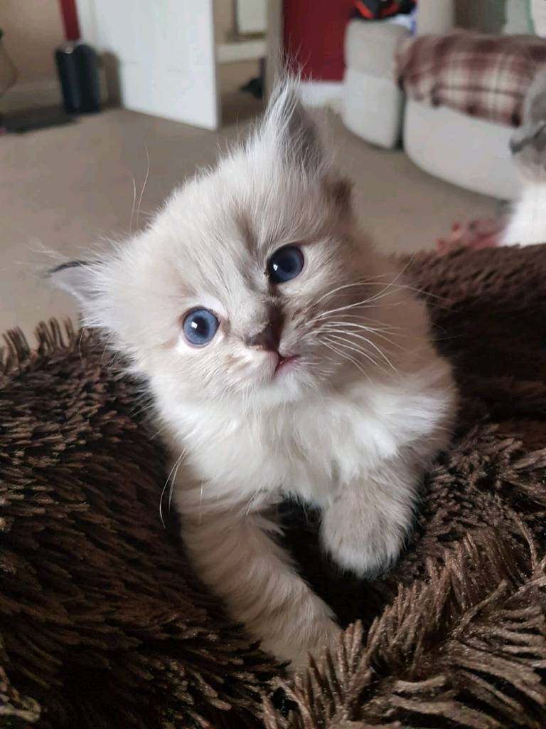 Ragdoll kittens for sale in Musselburgh, East Lothian Gumtree
