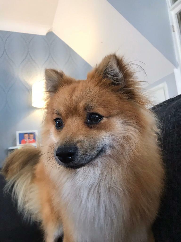 pomeranian-15-months-old-in-edenbridge-kent-gumtree
