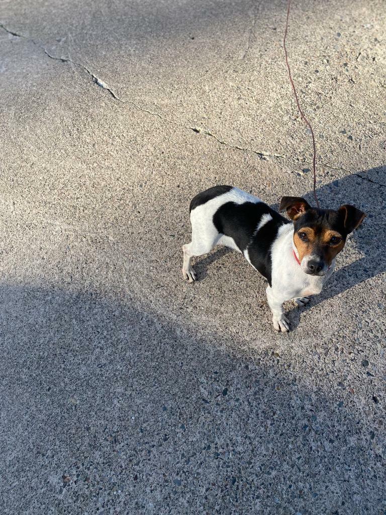Jack Russell miniature bitch tri colour 19 months old in Carlisle
