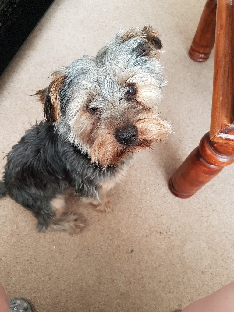 I will sell dog in Coventry, West Midlands Gumtree