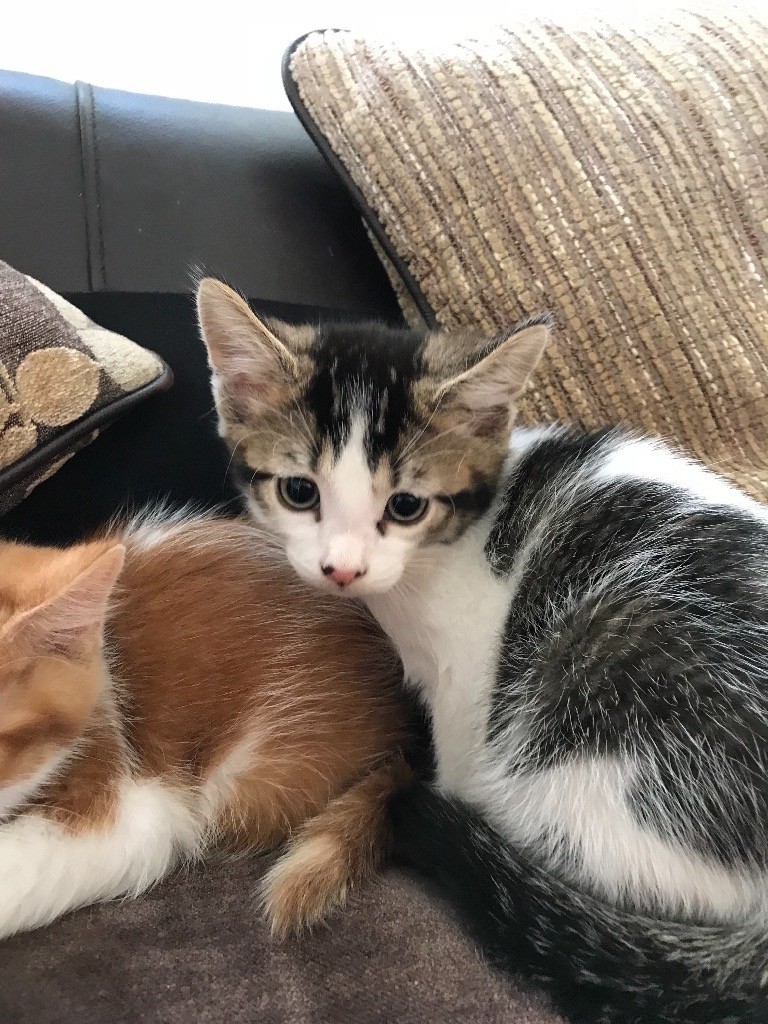 Beautiful Ginger and white and tabby and grey and tortusshell kittens