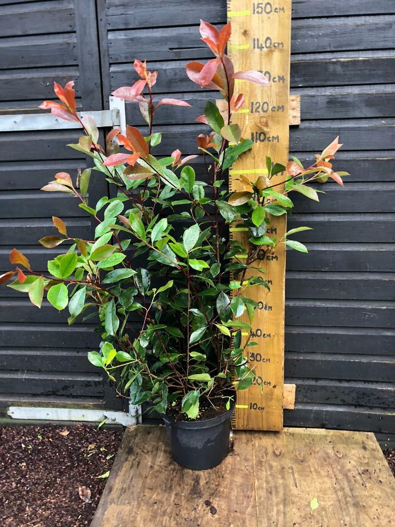 Red Robin Plants for SALE in Bodmin, Cornwall Gumtree