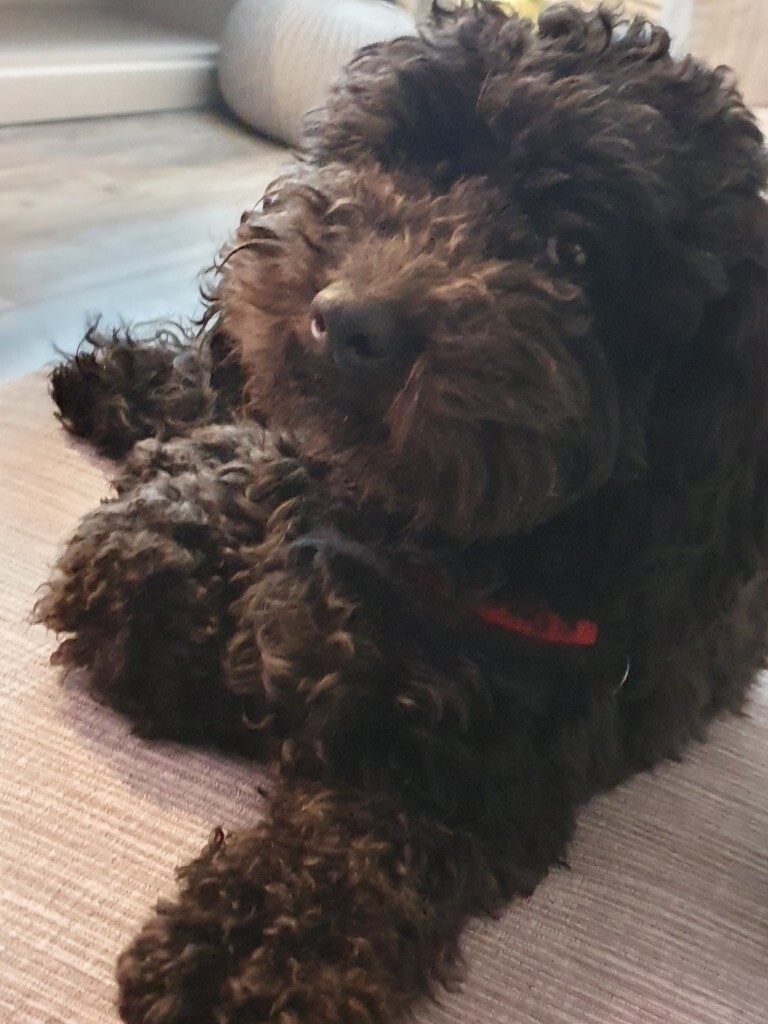 4 Chunky jackapoo puppies in Spennymoor, County Durham Gumtree