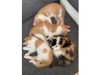 Kittens cats ginger 