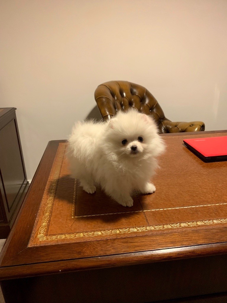 pure white teacup Pomeranian girl in Beckenham