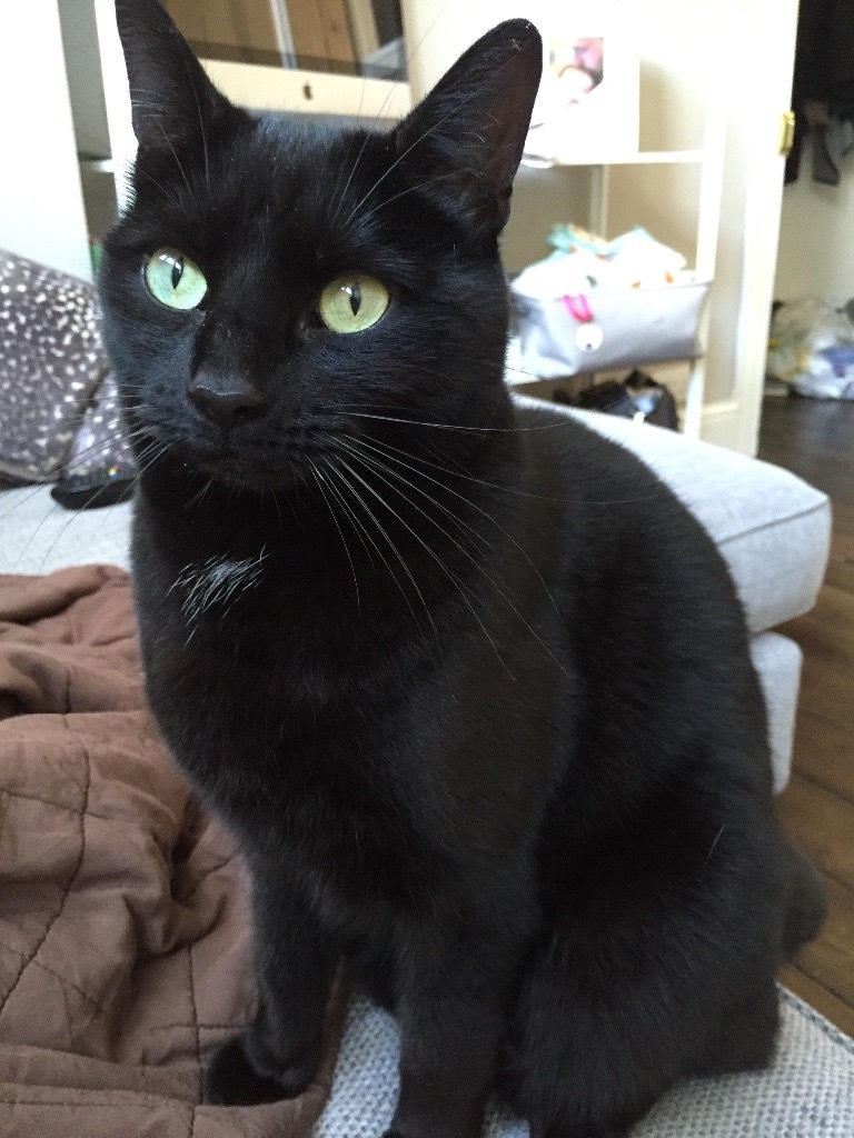 BLACK MALE CAT MISSING IN LOUGHTON ESSEX in Loughton, Essex Gumtree
