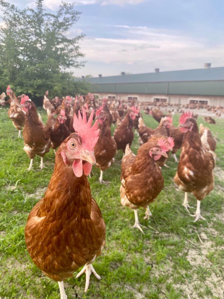 Free Range Chickens in Clay Cross, Derbyshire Gumtree
