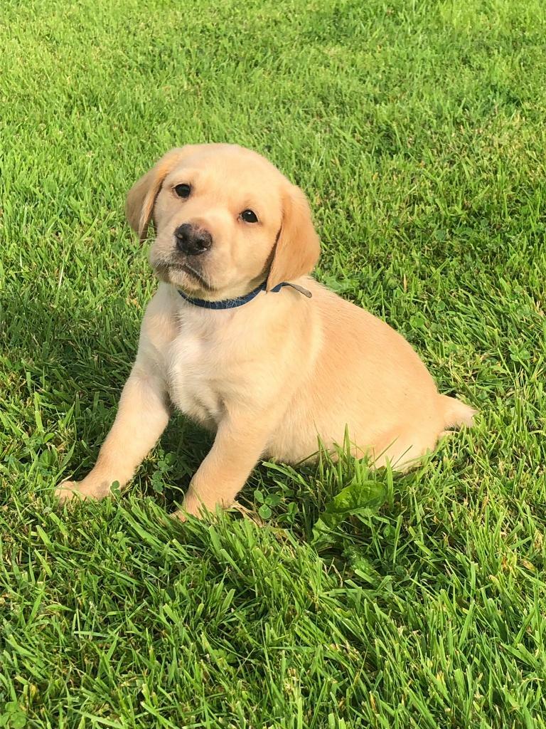 3 Labrador Bitch Puppies For Sale in Hemyock, Devon Gumtree