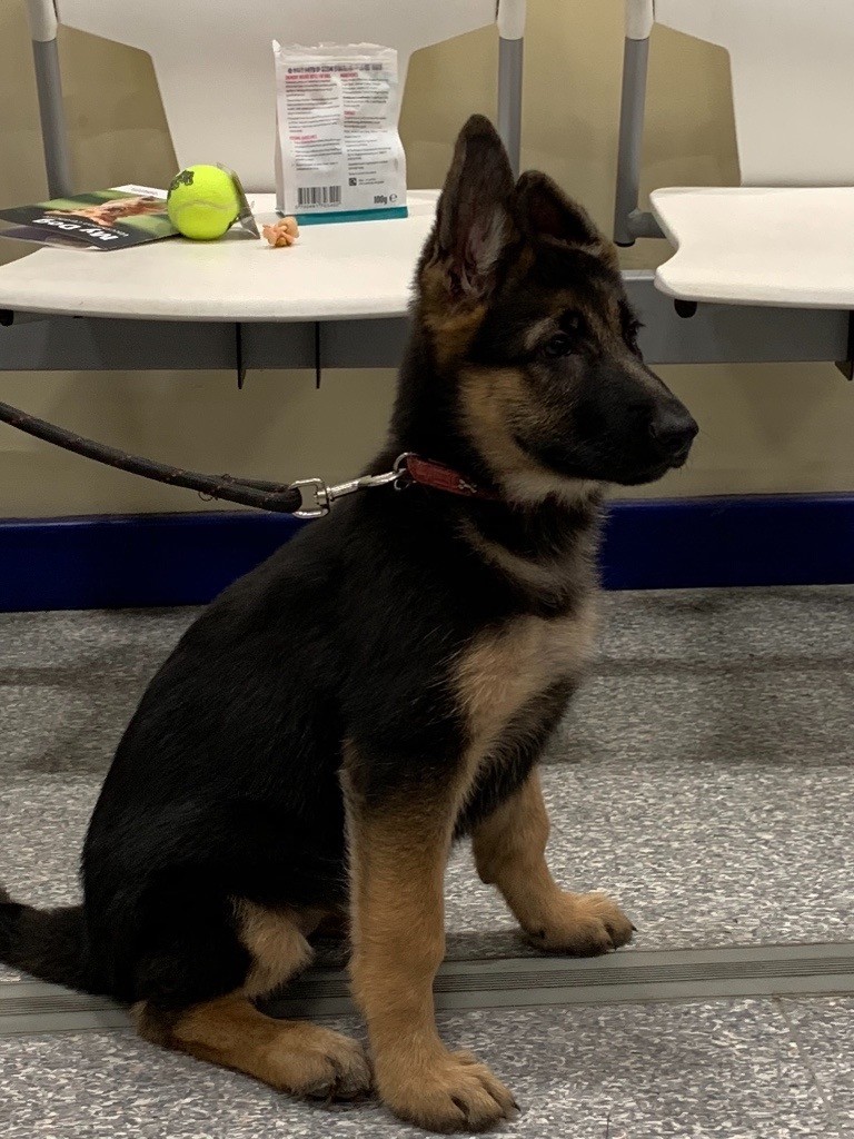 German Shepherd Puppy For Sale In Peterborough