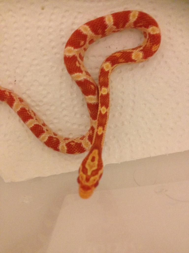 Corn snakes for sale | in Greenwich, London | Gumtree