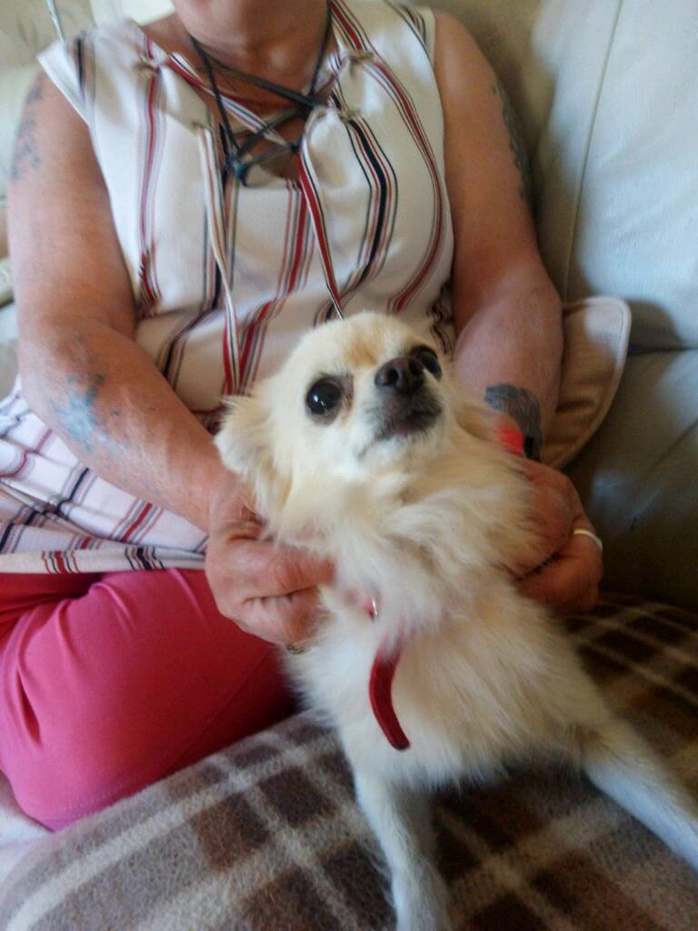 Dog for sale in Redcar, North Yorkshire Gumtree