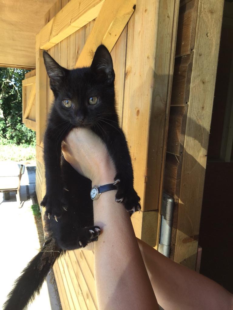 12 week old kittens for sale in Dereham, Norfolk Gumtree