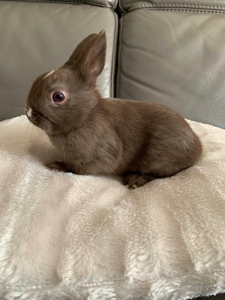 Pure Netherlands dwarf in Brighton, East Sussex Gumtree