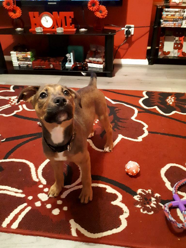 Staffy x Lurcher in Sunderland, Tyne and Wear Gumtree
