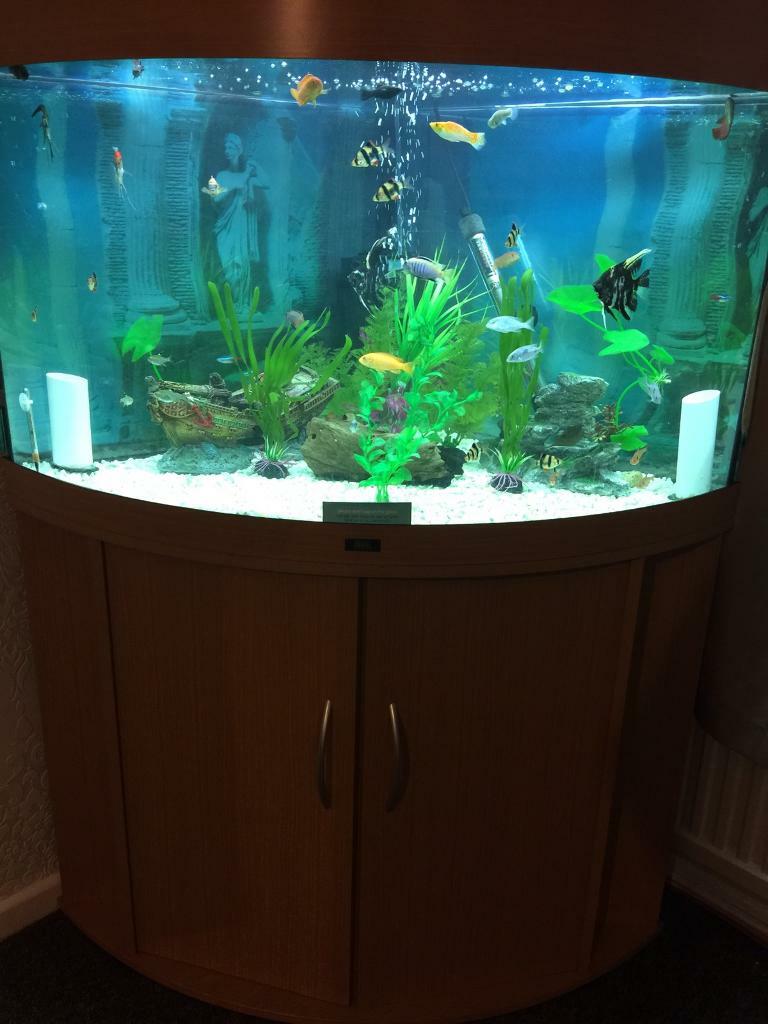 Jewel corner fish tank in Llanelli, Carmarthenshire Gumtree