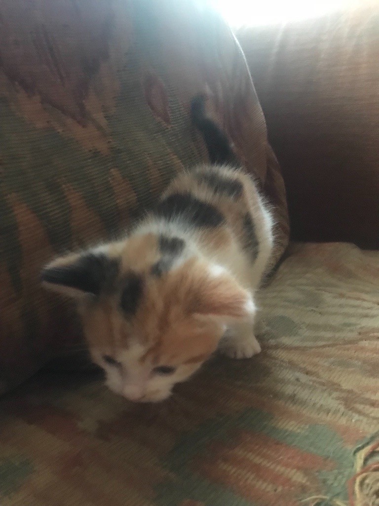 Tortoiseshell kitten for sale in Cleckheaton, West Yorkshire Gumtree