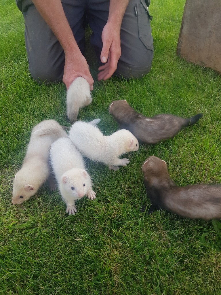 Ferret kits in Buckfastleigh, Devon Gumtree