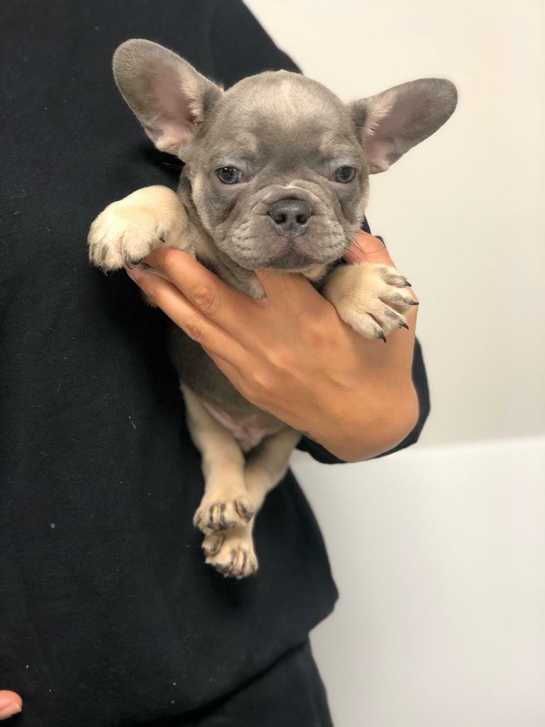 French Bulldog Puppys In Wigan Manchester Gumtree