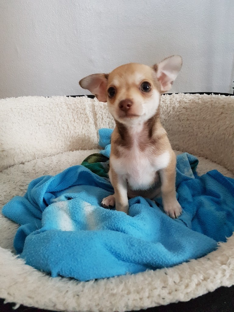 Chihuahua teacup puppy boy in Redditch, Worcestershire Gumtree