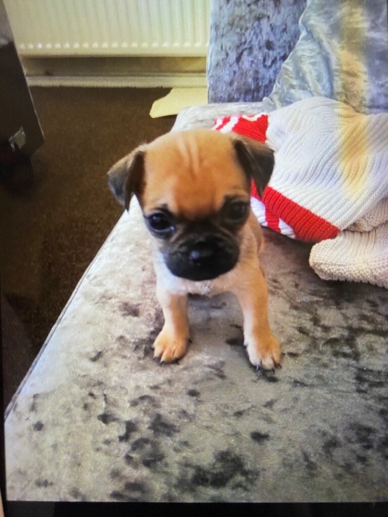 Teacup female jug puppy ! in StokeonTrent, Staffordshire Gumtree