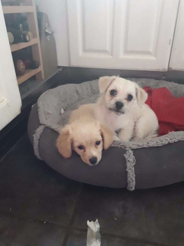 4 Beautiful Small puppies for sale pom x pug x bichon 9wks and ready to