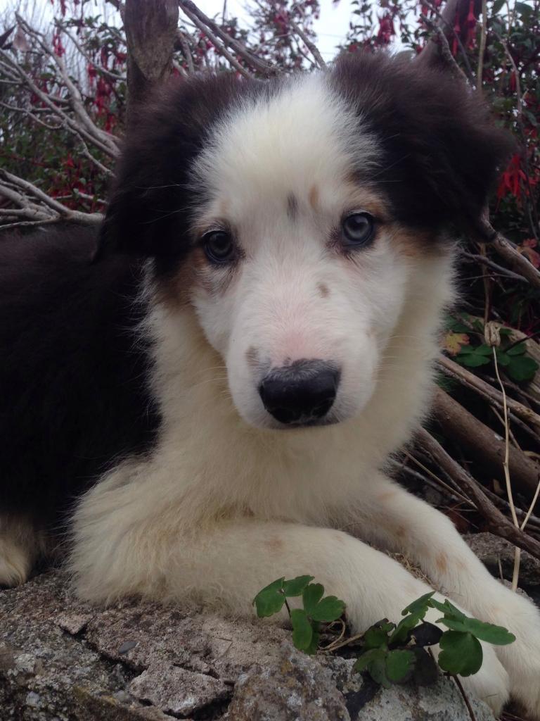 Gorgeous Border Collie Puppy Boy Both Injections Health Checked