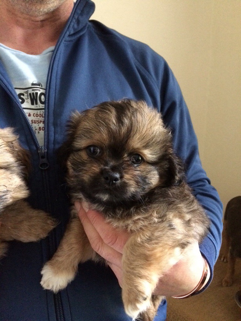 Chihuahua x shih tzu puppies in Gretna, Dumfries and Galloway Gumtree
