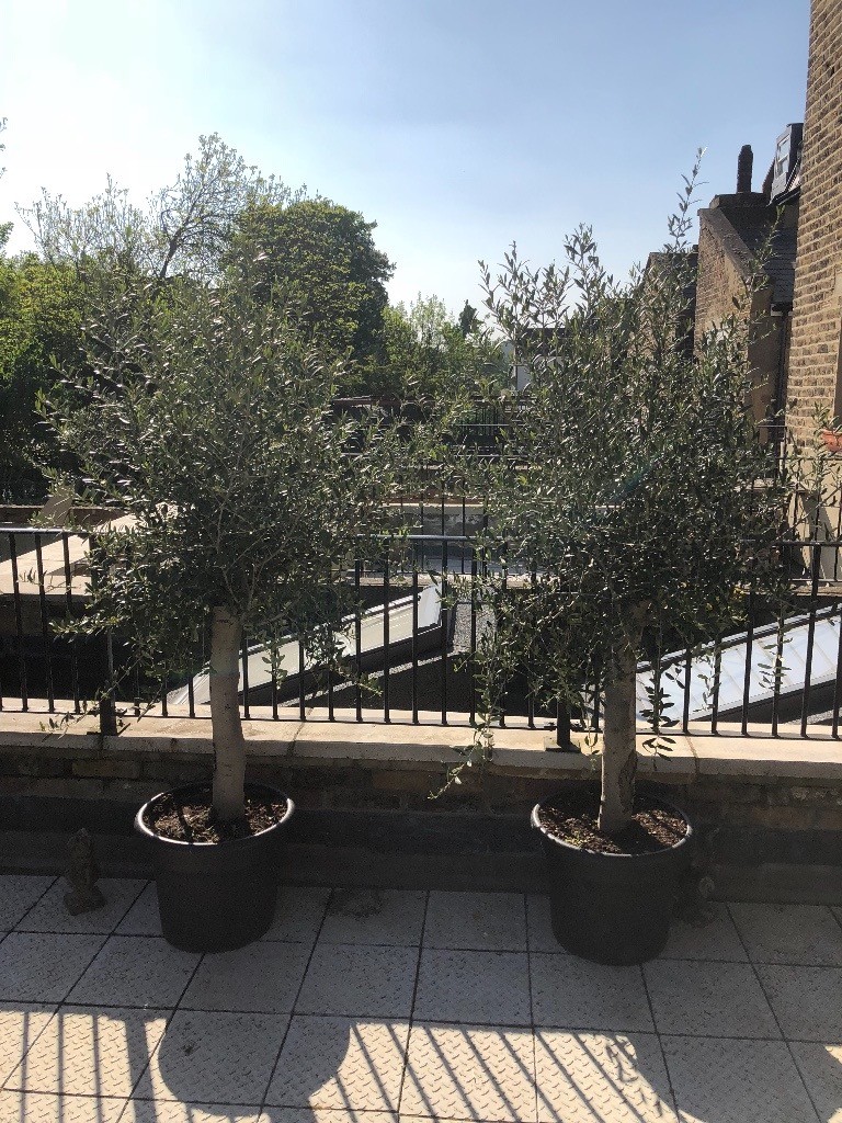 2 Large Established Olive Trees in Putney, London Gumtree
