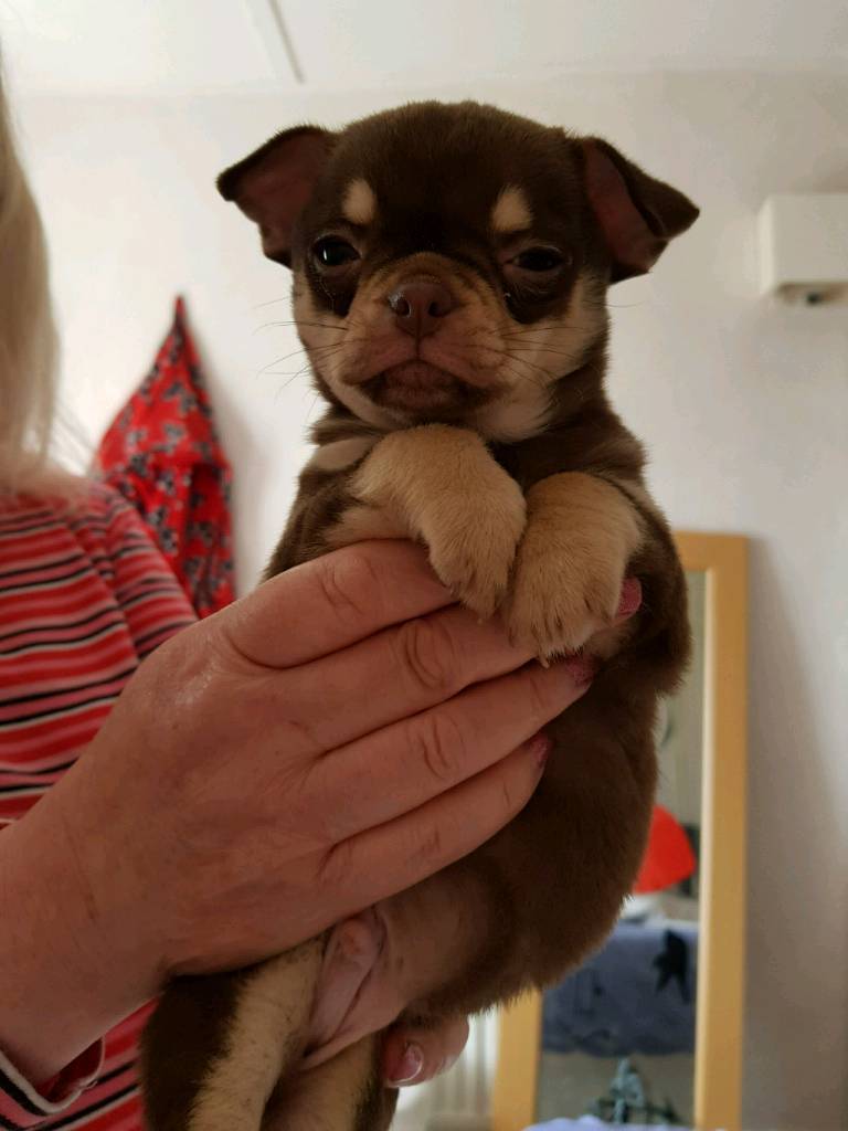 65+ Pug And Chihuahua Mix Puppies For Sale Photo Bleumoonproductions