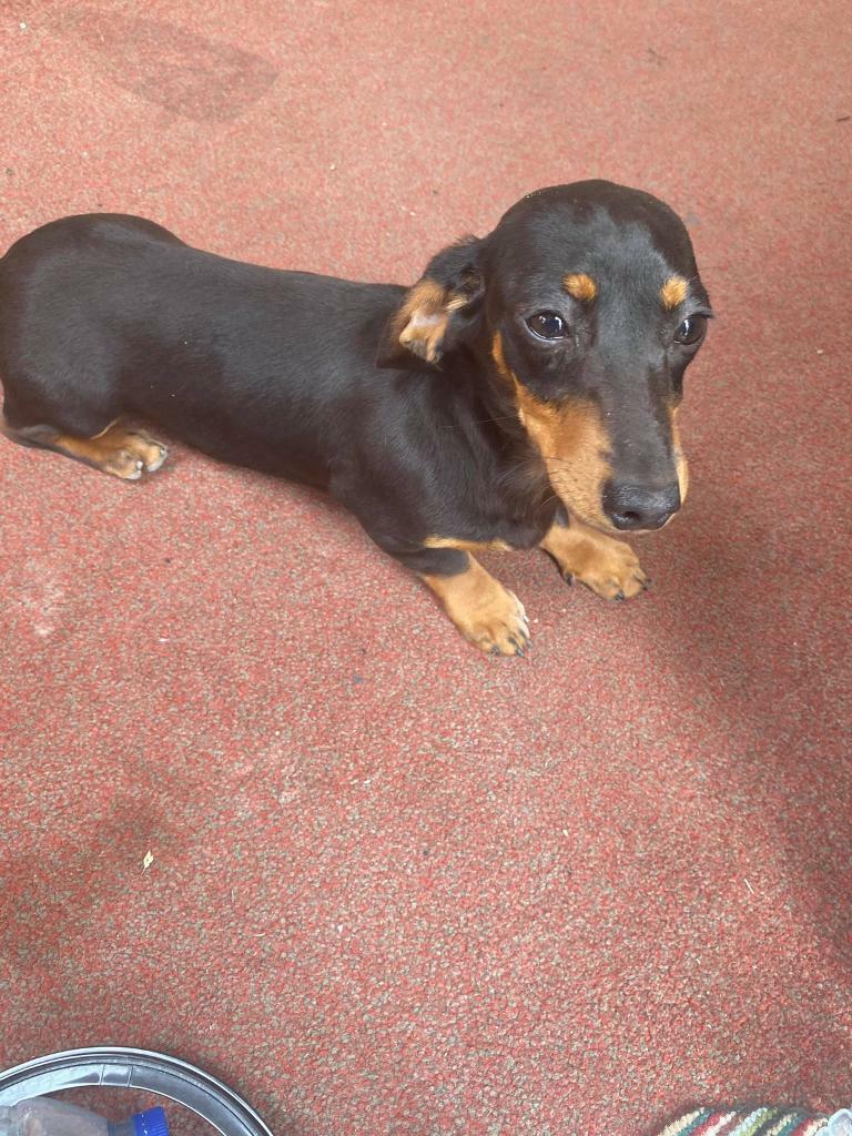 7 month old miniature dachshund in Trafford, Manchester Gumtree