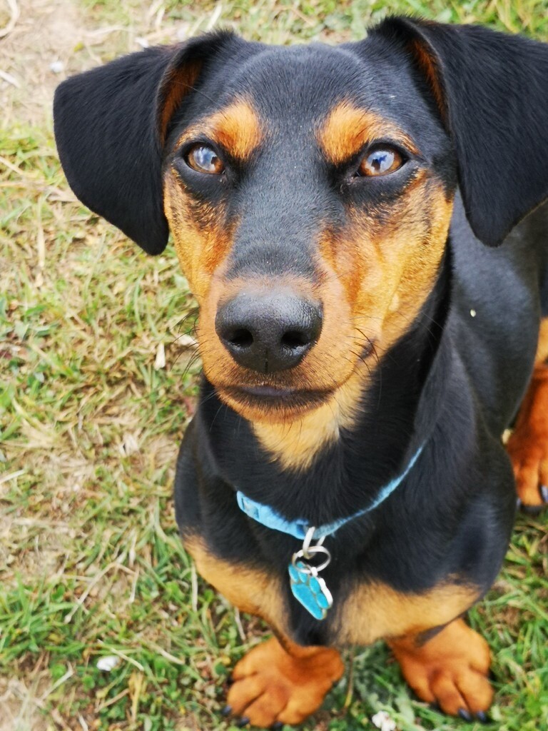 9 month old neutered dachshund x jack Russell in Plymouth, Devon