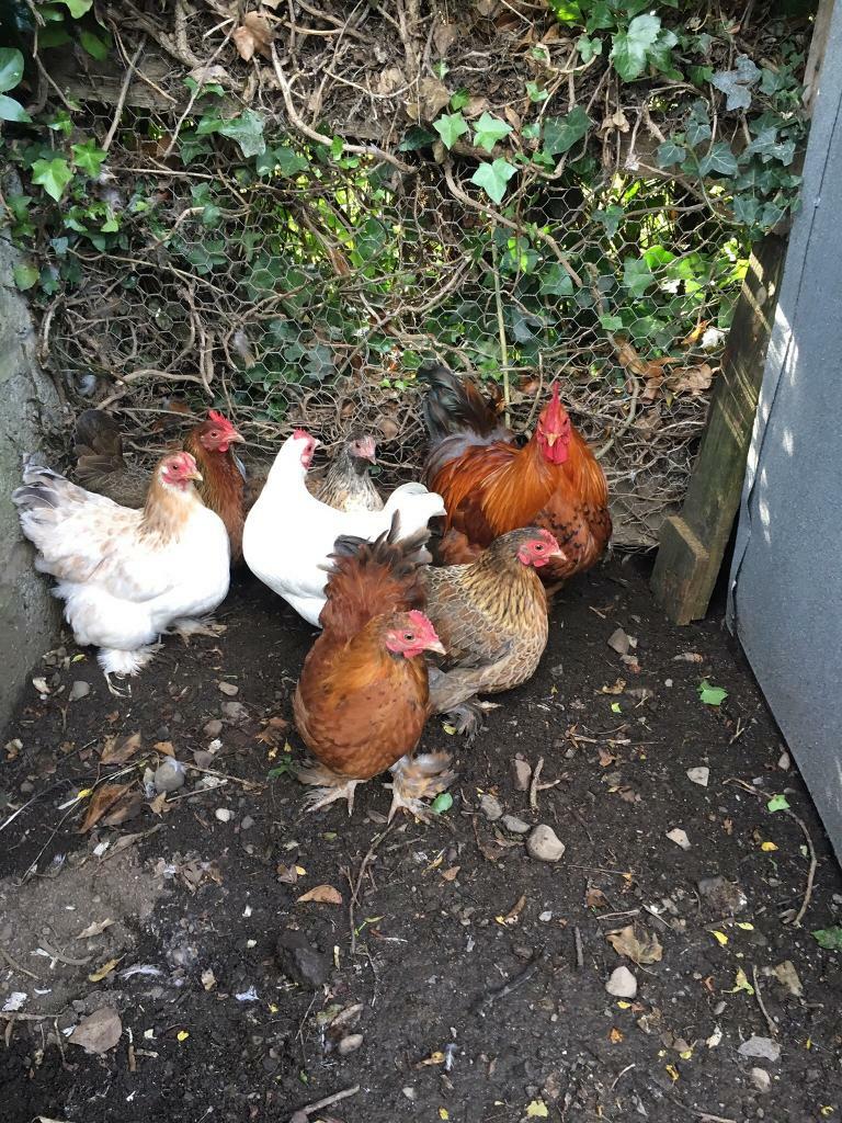 Bantam hens for sale. in Newry, County Down Gumtree