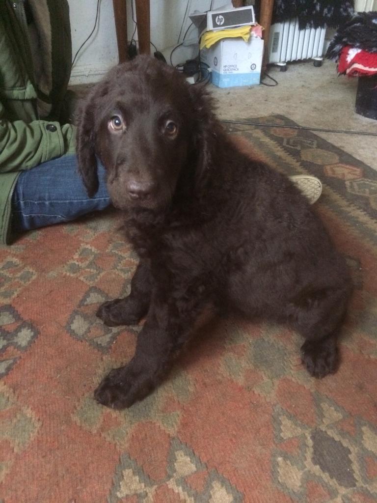 Newfoundland x Curly Coat Retriever Puppy’s 1 girl left in Chudleigh
