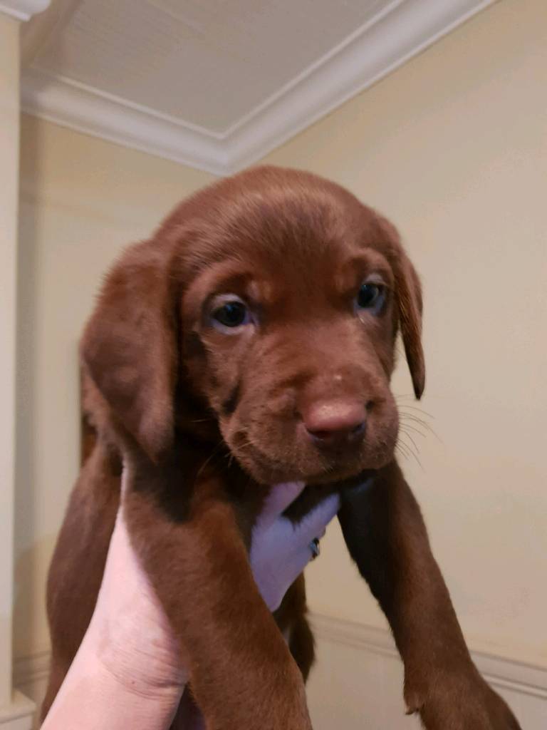 Chunky chocolate labrador puppies in Warrington, Cheshire Gumtree