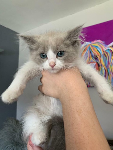 Persian X Ragdoll Kitten In Largs North Ayrshire Gumtree
