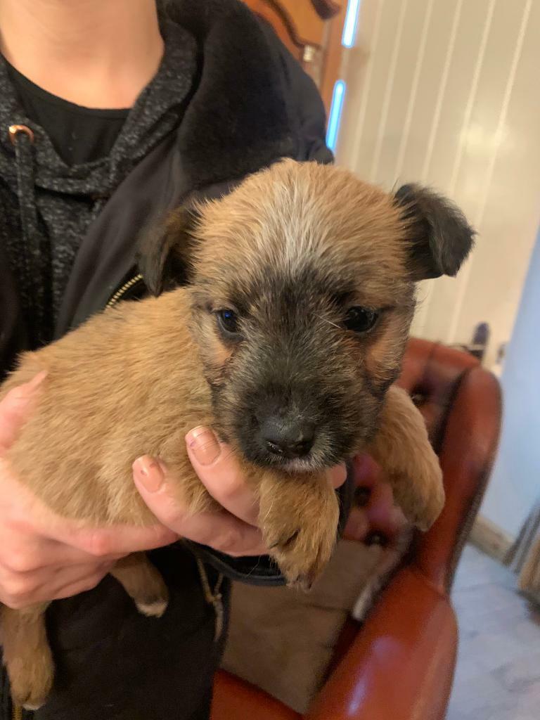 Lakeland x Jack Russell puppies! in Treharris, Merthyr Tydfil Gumtree