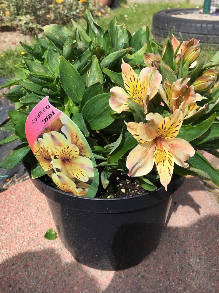 Garden Plants For Sale in Newcastle, County Down Gumtree