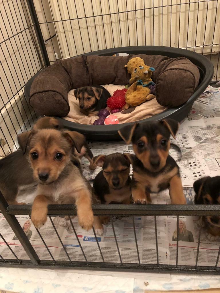 Jack Russell Puppies In Southend On Sea Essex Gumtree