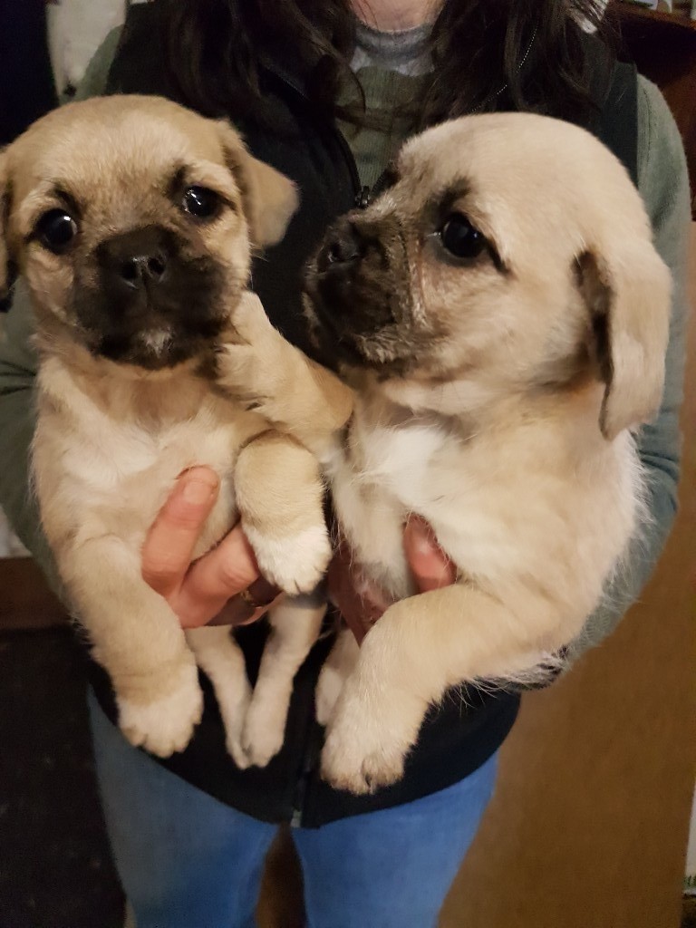 Pug x Bichon Frise Puppies in Liverpool, Merseyside Gumtree