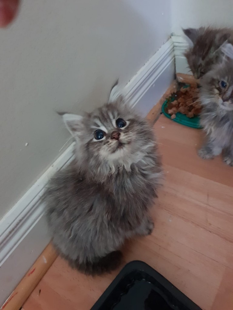 Maine Coon for Sale in Castlereagh, Belfast Gumtree