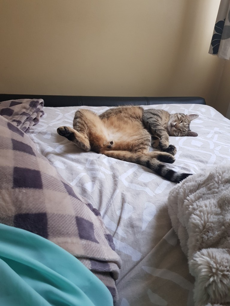 WORLDS FRIENDLIEST CAT in Oval, London Gumtree