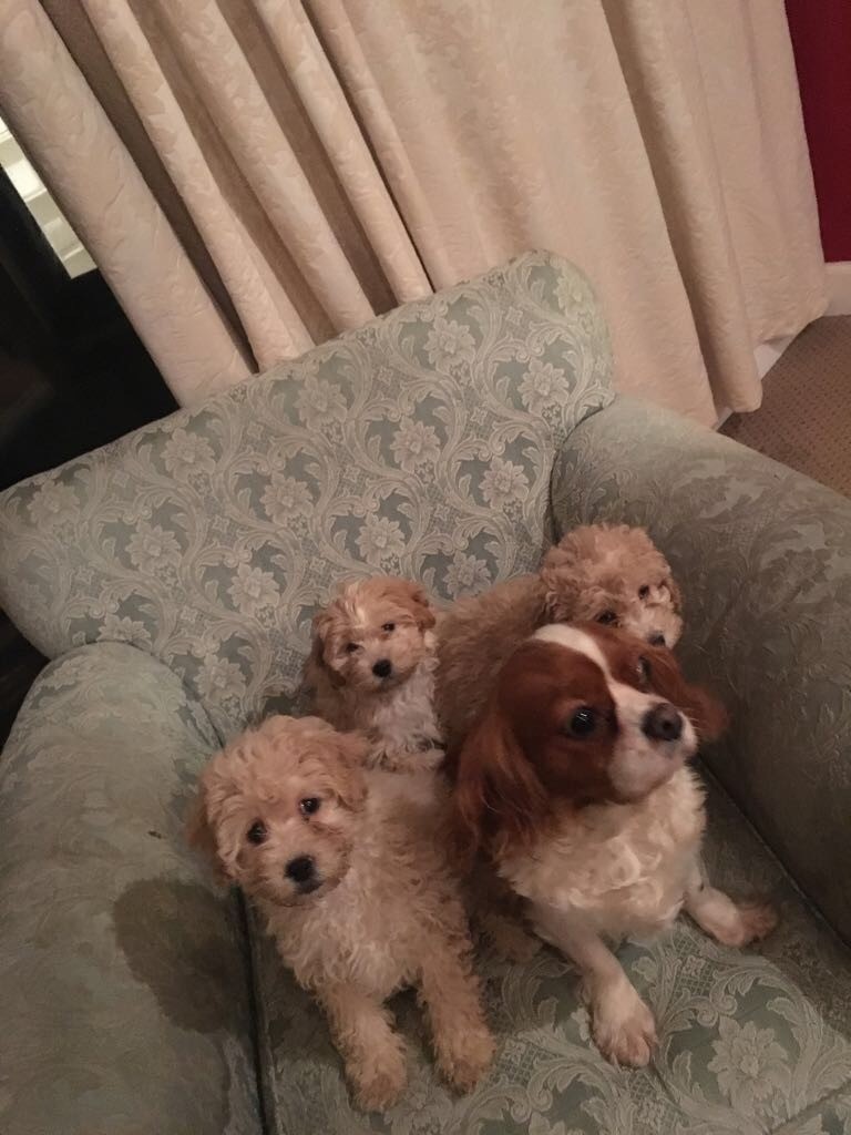 Cavalier King Charles x poodle in Croftfoot, Glasgow Gumtree