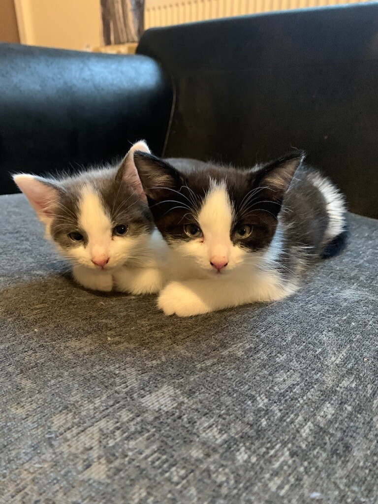 One female kitten for sale in StokeonTrent, Staffordshire Gumtree